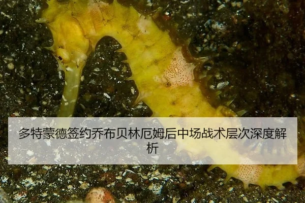 多特蒙德签约乔布贝林厄姆后中场战术层次深度解析